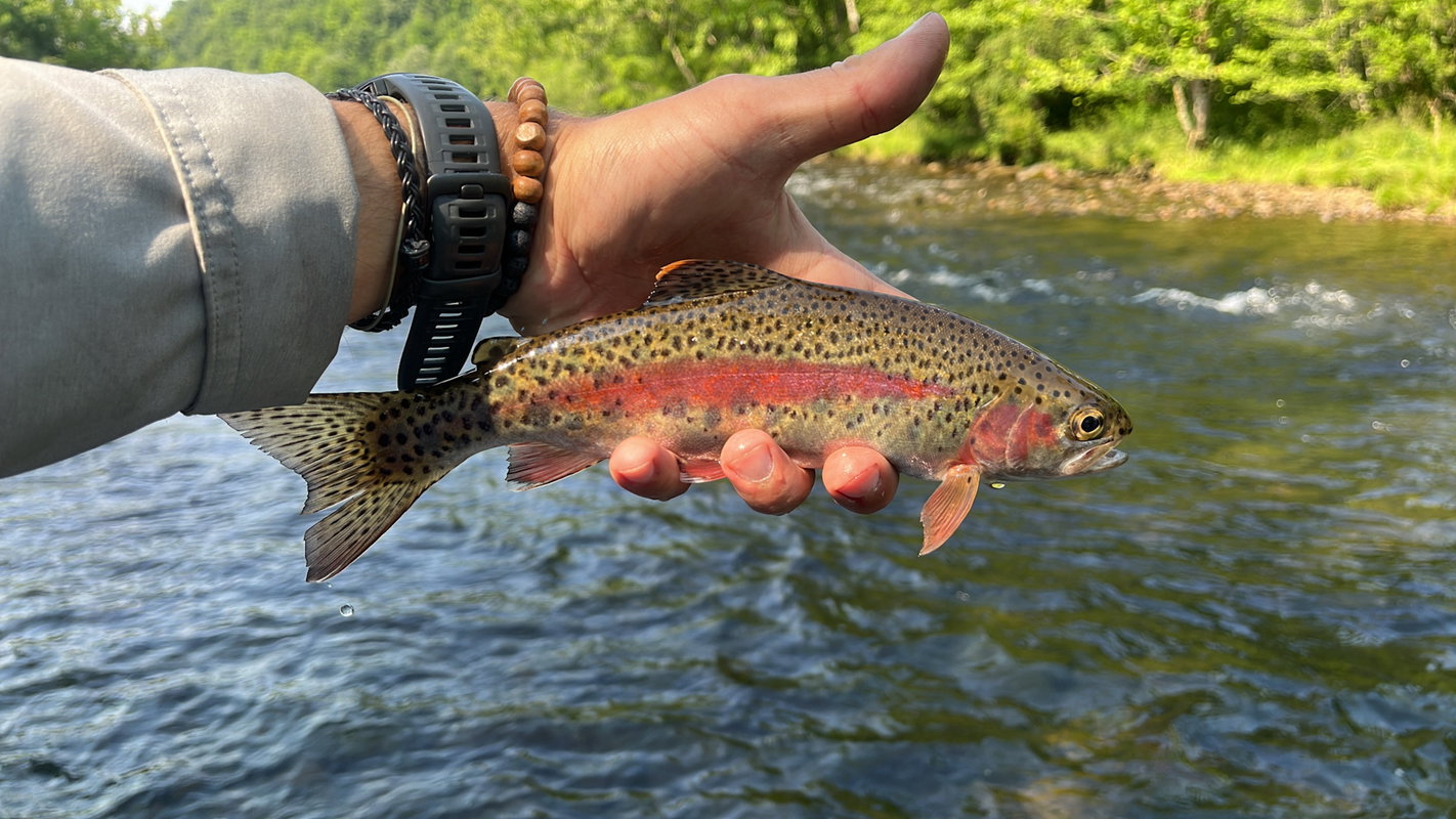 Public Fly Fishing Trips
